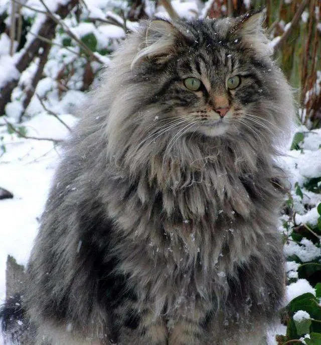 “6种”耐寒的猫，低温也不会着凉