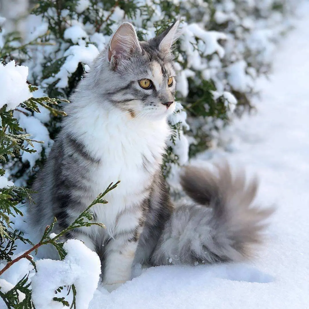 “6种”耐寒的猫，低温也不会着凉