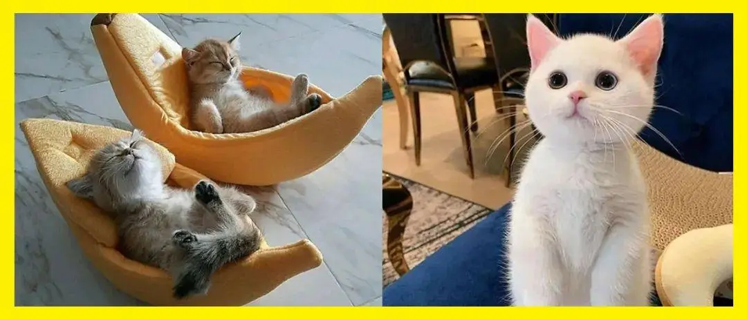 一组猫咪的可爱图片：猫咪从软萌的长相到治愈的咕噜声和日常的迷惑行为