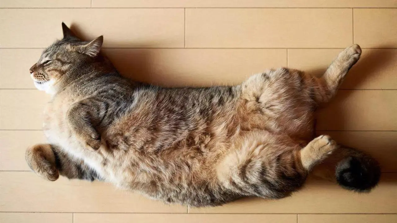 猫睡觉的姿势“暴露”了你对它的信任，你家猫睡觉的姿势是什么？