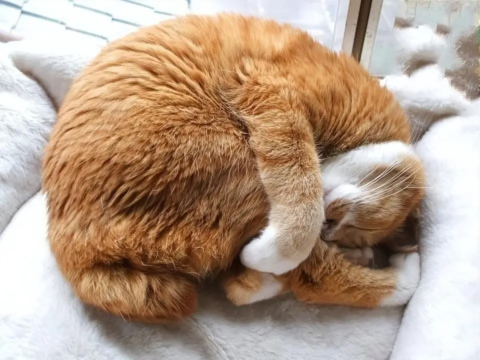 猫睡觉的姿势“暴露”了你对它的信任，你家猫睡觉的姿势是什么？