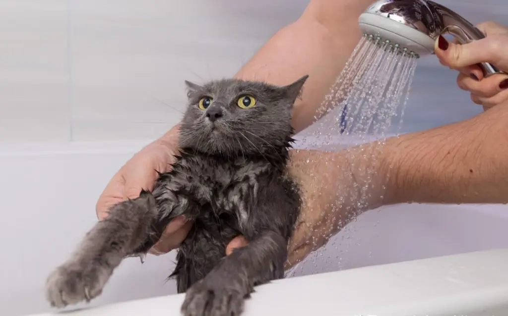 猫咪不爱洗澡怎么办？怎么帮猫咪洗澡呢？