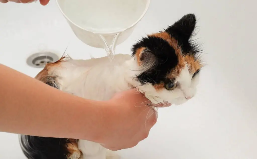 猫咪不爱洗澡怎么办？怎么帮猫咪洗澡呢？