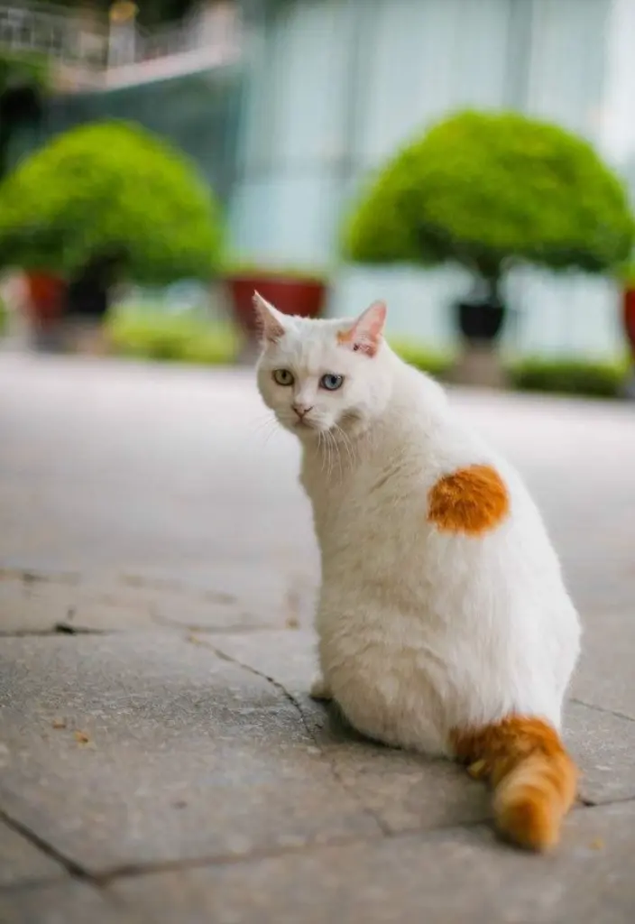 10种中华田园猫花色的雅称，你知道几个？