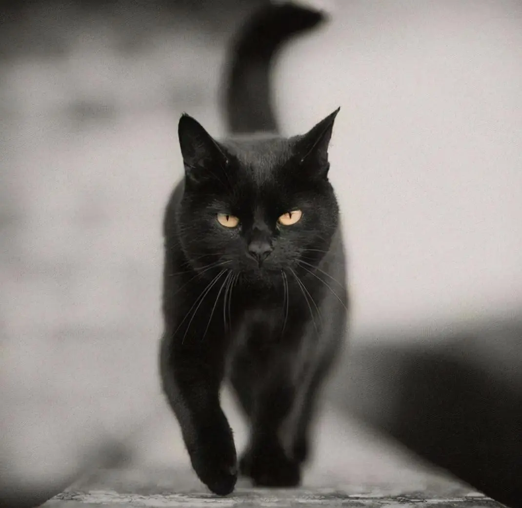 过来人告诉你：养猫就养“黑色”的，理由如下