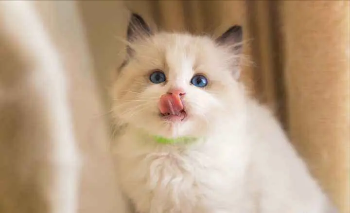 “猫中仙女”的布偶猫，便便比较臭！怎么解决？