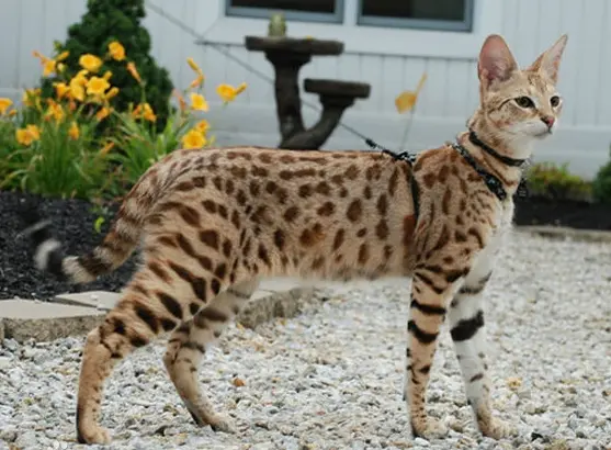 这八种罕见的猫品种，你可能一种也没见过甚至没听说过！