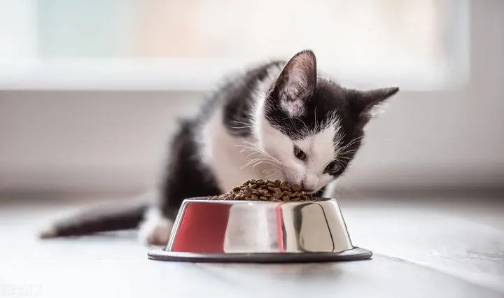 如何挑选一款好猫粮？多花一些时间了解和挑选，一定能选到一款好猫粮！