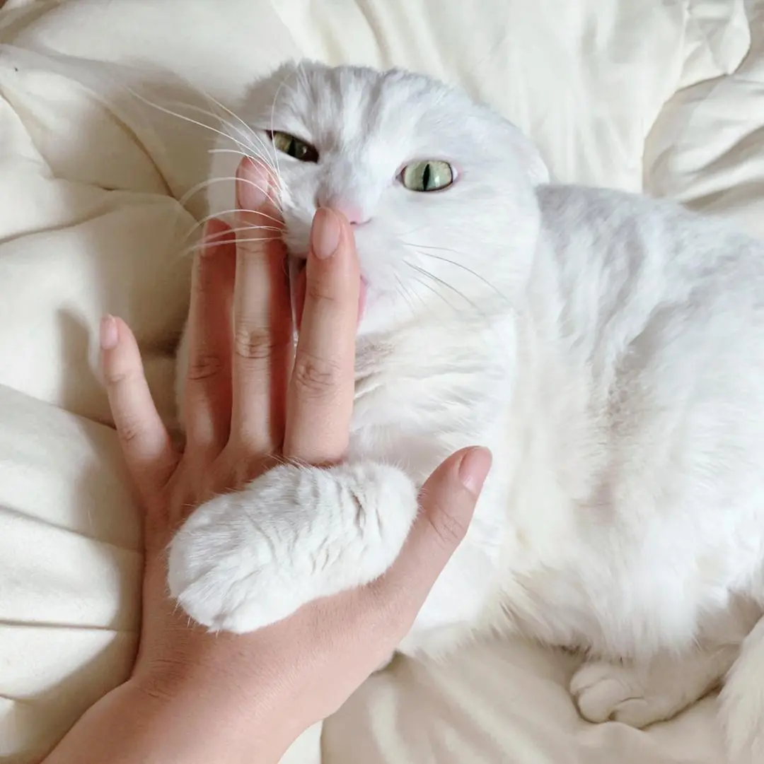猫舔你的手和脚是要告诉你这些事，你可能不知道。