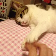 猫咪的“爪子”不能摸？你摸它的“爪子”时，它会这样想