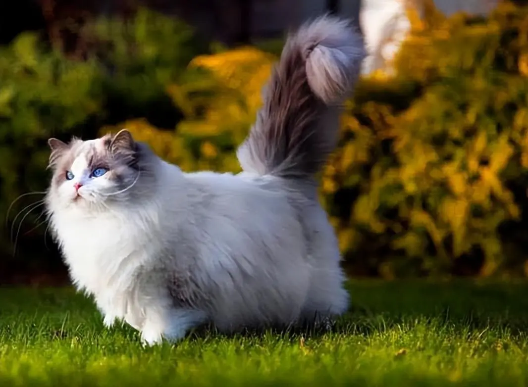 “掉毛最厉害”的猫咪世界排行榜：掉毛一个比一个厉害
