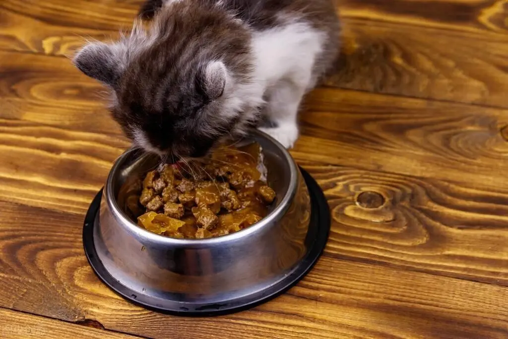 怎样判断猫是不是饿了？