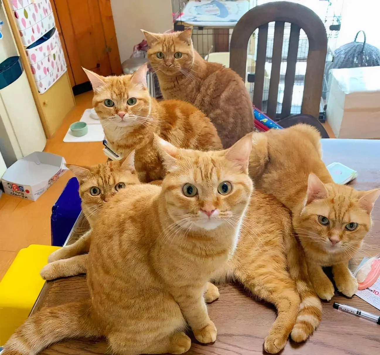 最“难养”的5种猫，不要随便带回家养