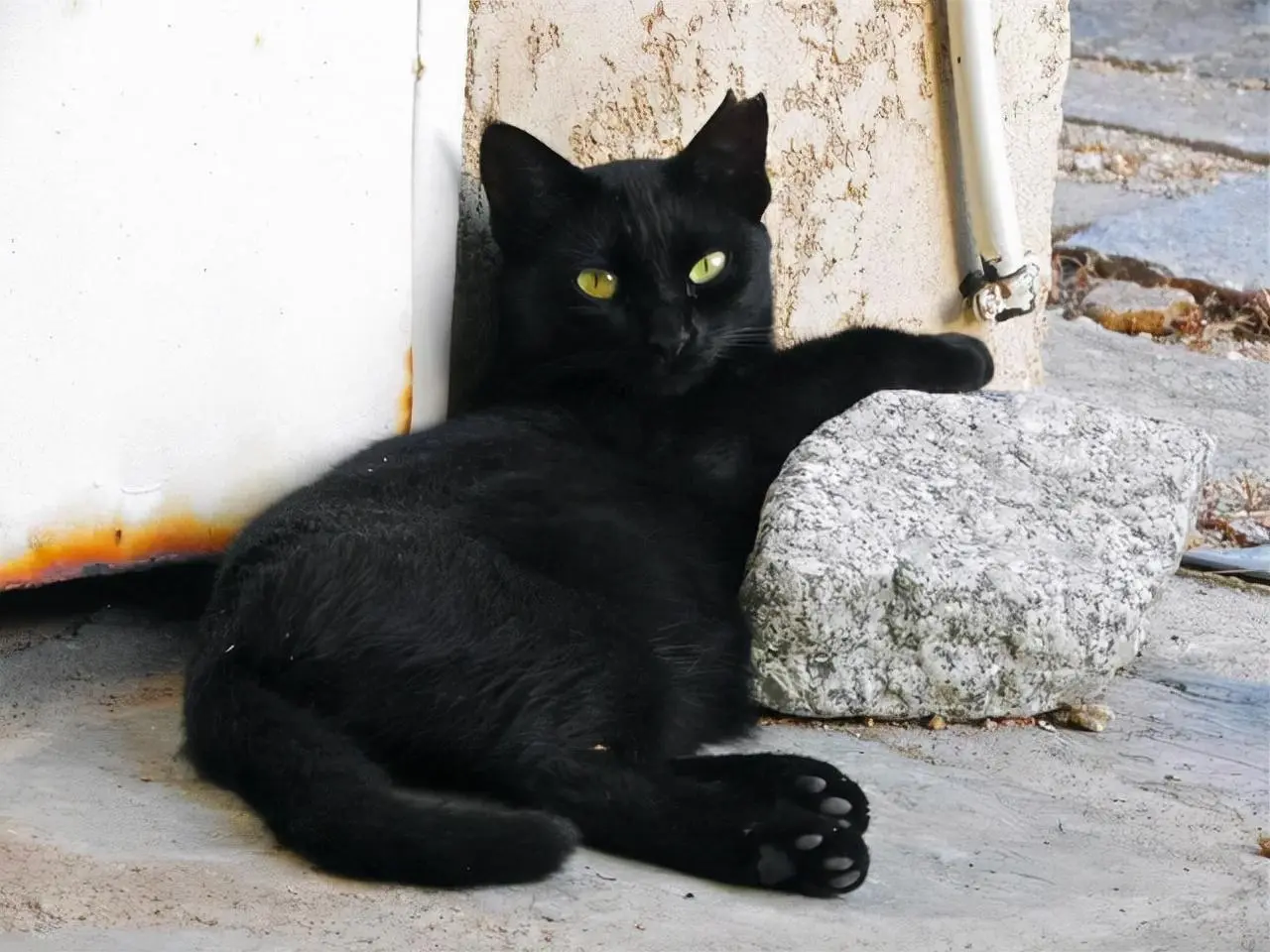 为什么“黑猫”很少人养？躲不过这6个原因