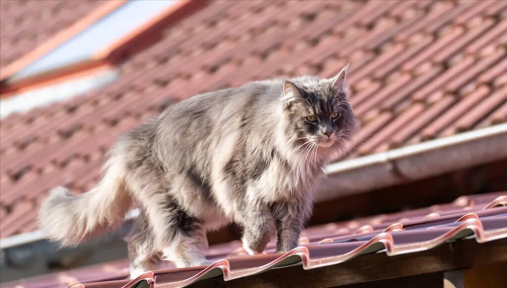 “掉毛最厉害”的猫咪世界排行榜：掉毛一个比一个厉害
