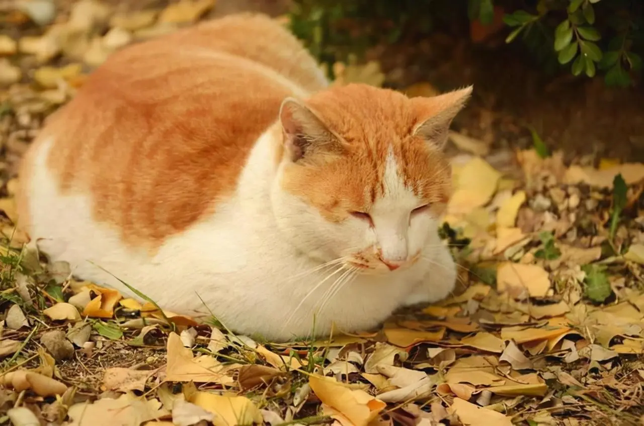 猫如果出现这些睡姿，说明它不认同你的“主人地位”