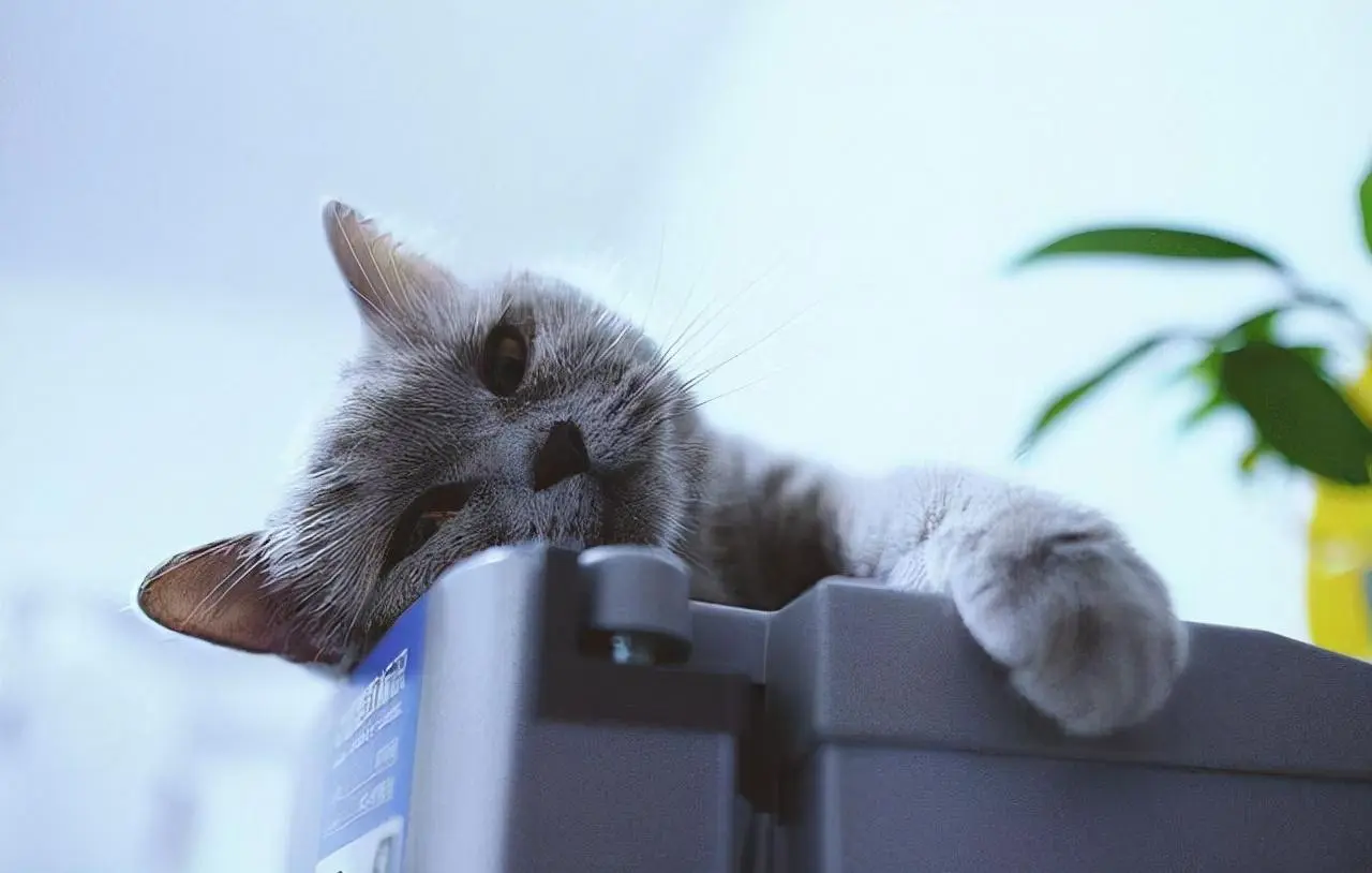 超神准：猫咪睡在哪，注定了它什么性格！你家猫咪性格如何？