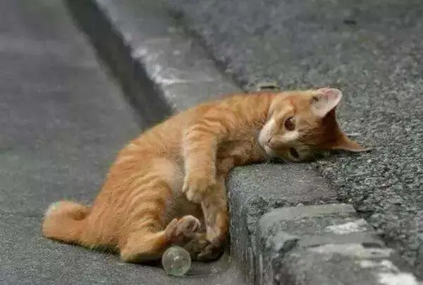 网友：“带着猫咪很累赘，我故意将门打开猫放走了”，它能活下去吗？