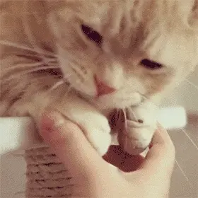 猫咪的“爪子”不能摸？你摸它的“爪子”时，它会这样想