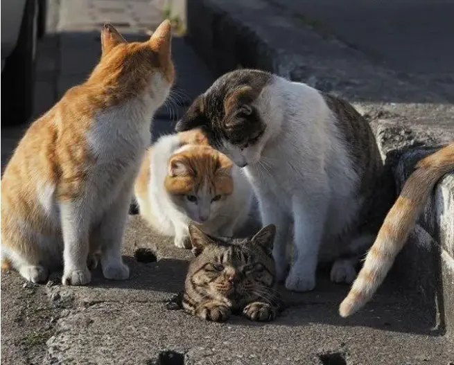 猫咪爆笑“翻车图”大公开，猫：耍个帅不容易