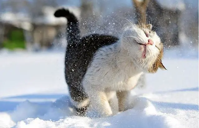 说来你可能不信，猫咪过冬其实也有“南北差异”，差异更能从猫身上体现出来