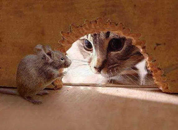 研究证明，猫抓老鼠并不是本能！！怪不得现在的猫都不抓老鼠了