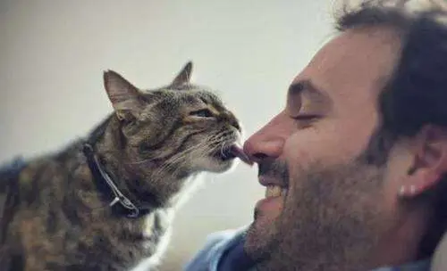 原来猫咪“鼻吻”主人，有这几种意思，宠主千万不要拒绝它哦