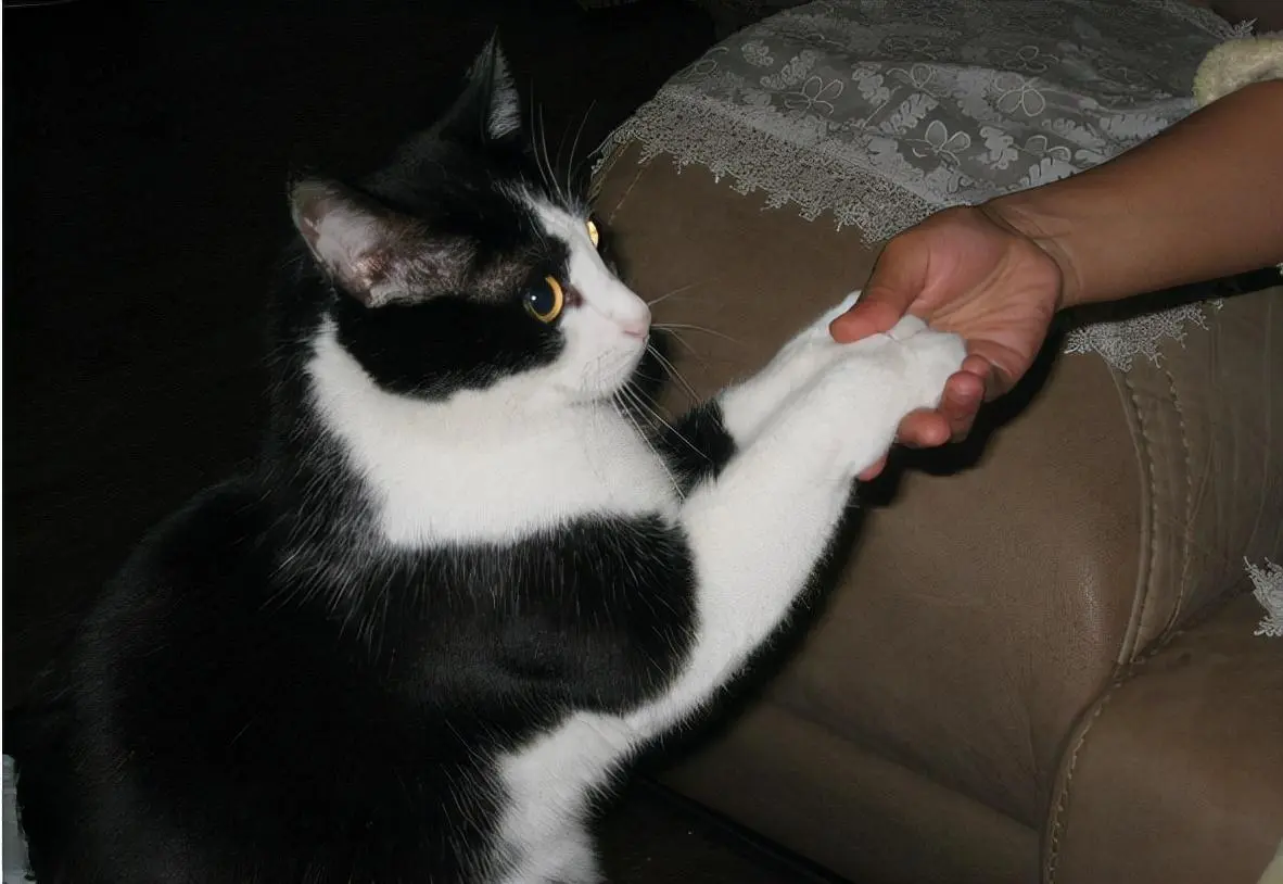 原来你摸猫爪的时候，它是这样想的。