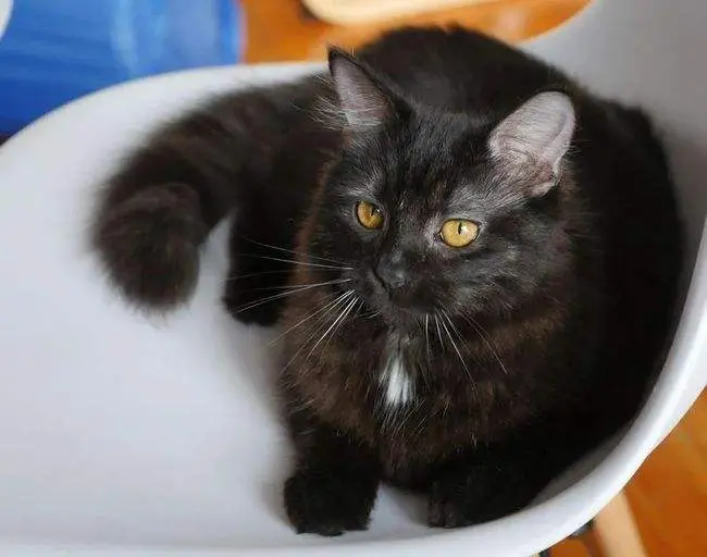 过来人告诉你：养猫就养“黑色”的，理由如下