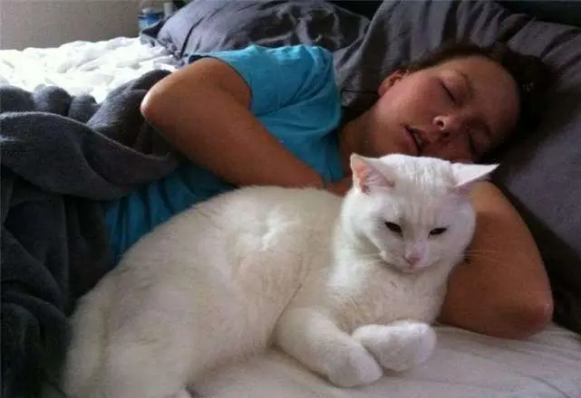 当你睡着后，猫咪这样做，说明它对你的爱，如潮水般汹涌