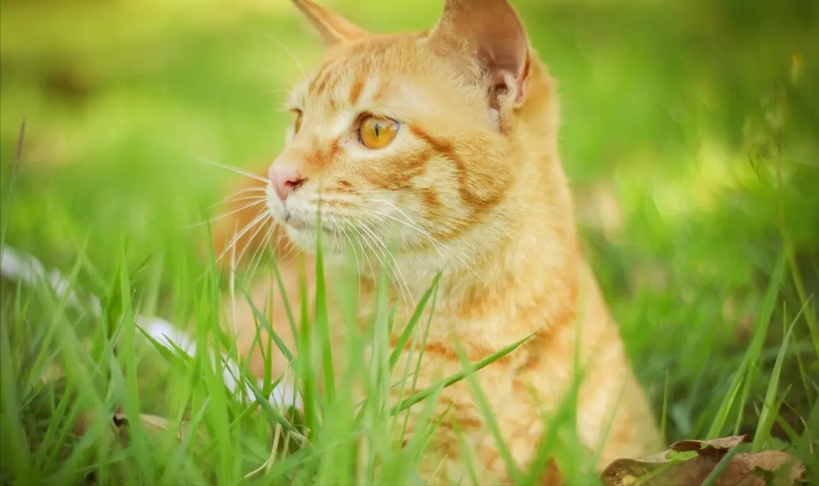 养猫必看，十大中华田园猫图鉴，你见过它们吗？