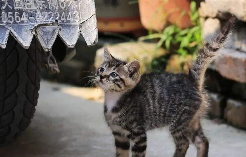 能穷养的猫，价格低、好养活，月薪三千也能养