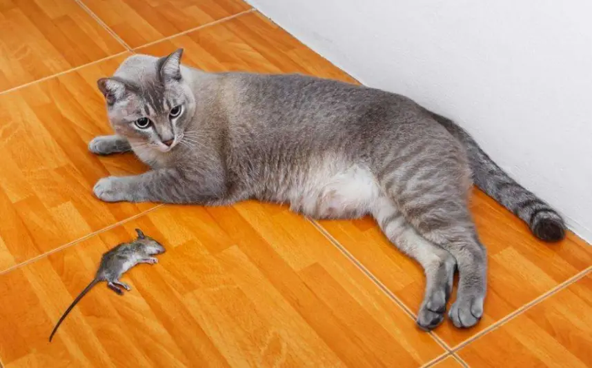 研究证明，猫抓老鼠并不是本能！！怪不得现在的猫都不抓老鼠了