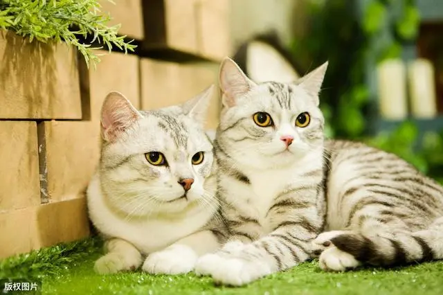 英短猫“常见”和“罕见”的颜色，你喜欢哪种颜色？