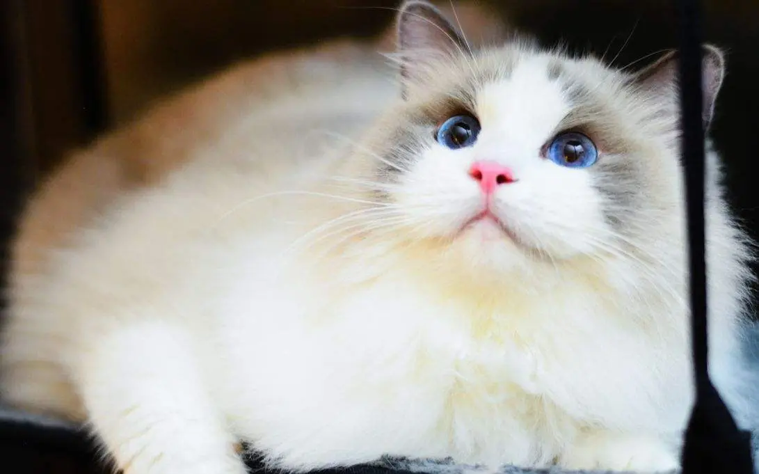 通常有这6个特点的布偶猫，说明“寿命不长”你家猫有吗？