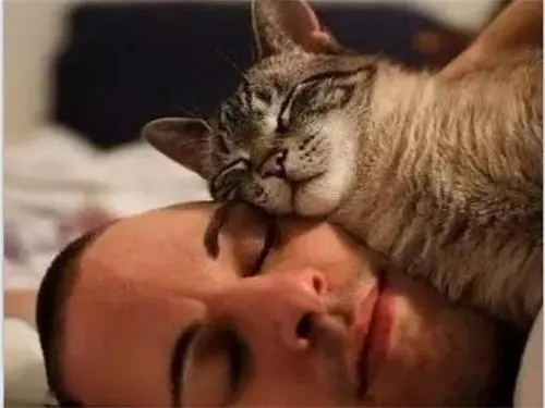 当你睡着后，猫咪这样做，说明它对你的爱，如潮水般汹涌