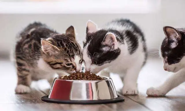 想要捕获猫咪的心？这几种食物，对它们来说就是“人间美味”