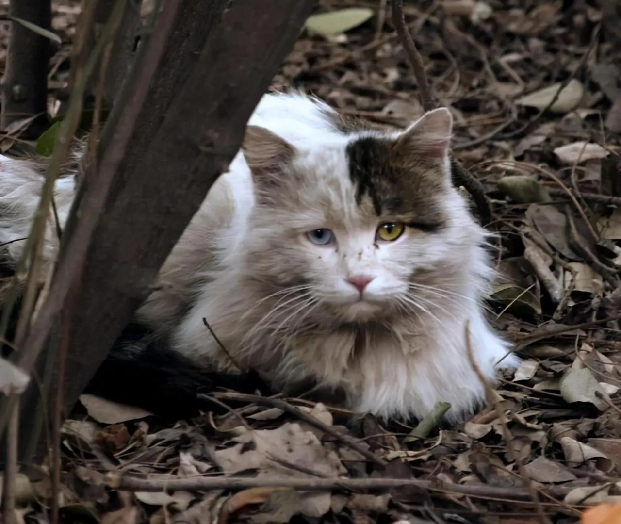 养猫后得了“猫病”的人，会有哪些行为，建议自查