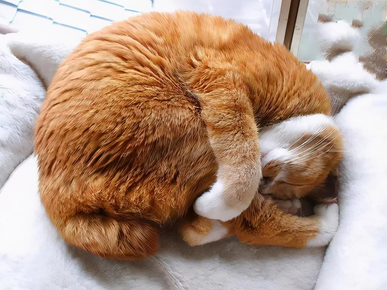 猫咪的这几种睡觉姿势，最能真实的体现对你感情