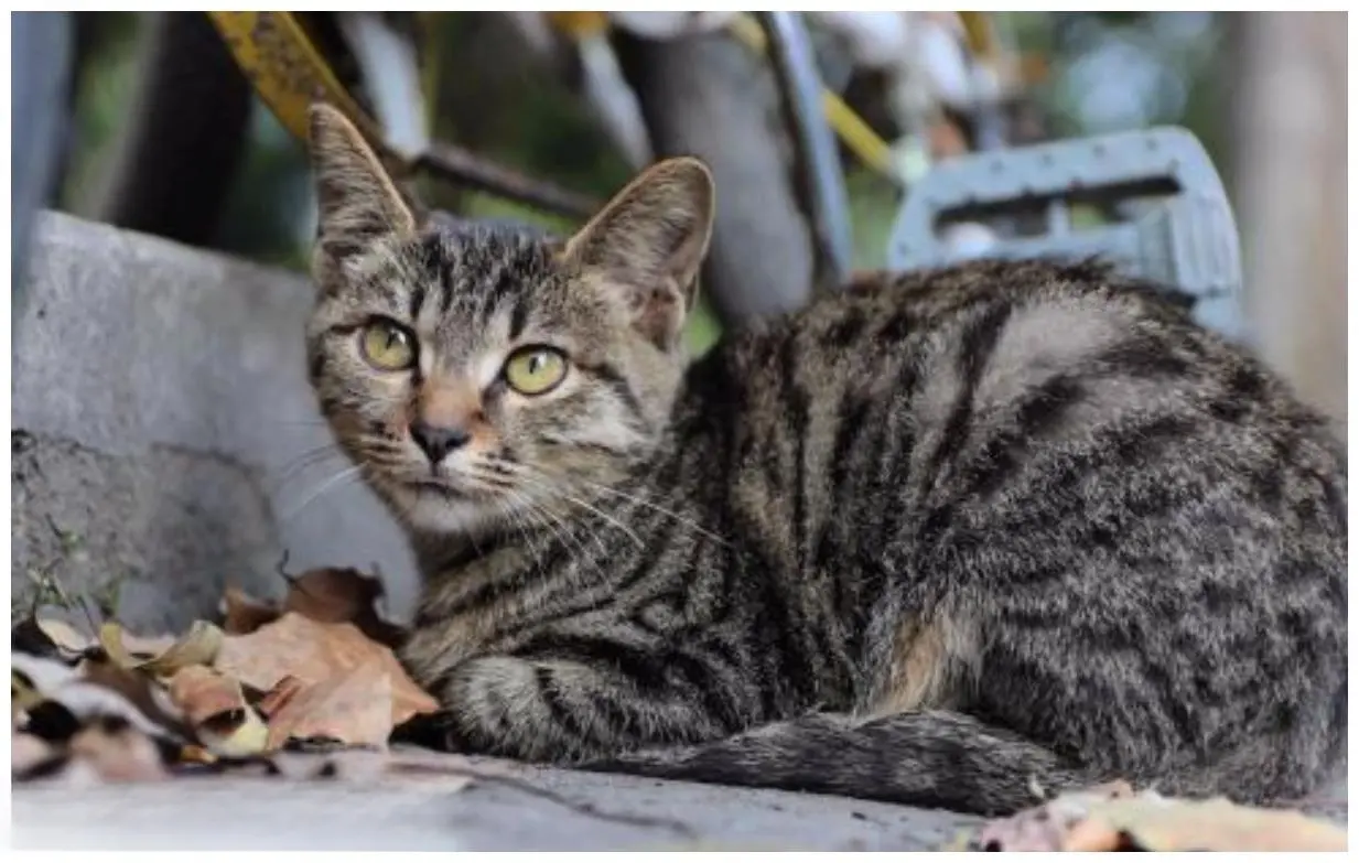 田园狸花猫爱抓兔子，每隔一段时间就送主人一只兔子，靠实力养活自己