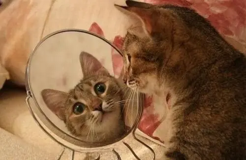 千万别让猫咪照镜子，不然猫咪一照就会原形毕露！