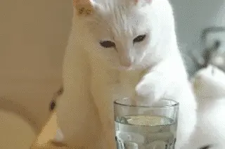 猫咪不爱喝水，背后竟有7个原因，主人猜到了吗
