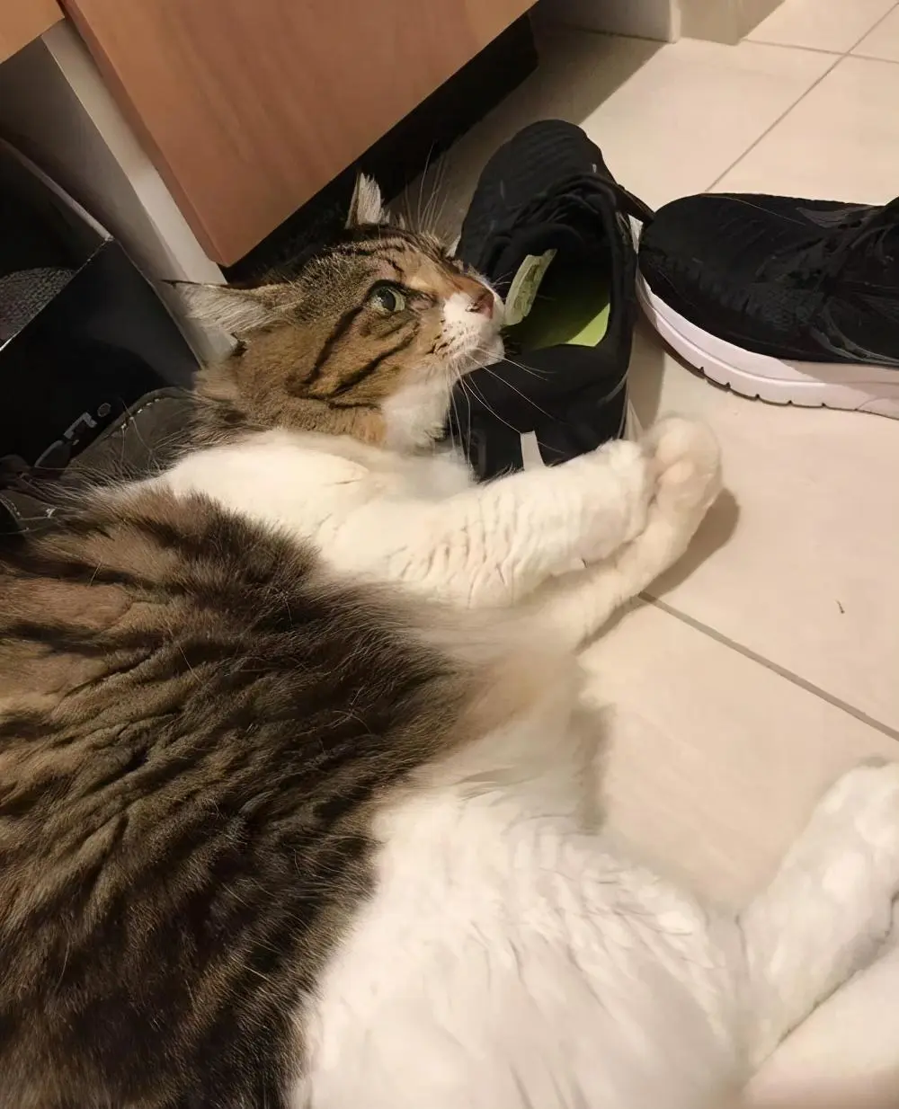 惊！猫咪是不是“恋足癖”，为什么对我的脚和鞋子感兴趣？