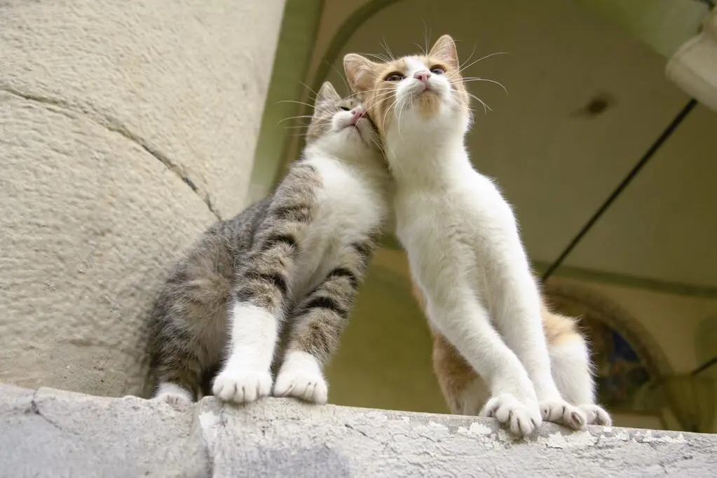 猫咪对着空气“喵喵叫”，这是在干什么呢？