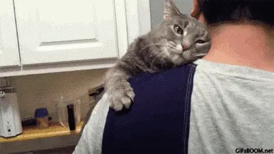 网友：原来养一只黏人的猫咪，竟然这么恐怖！