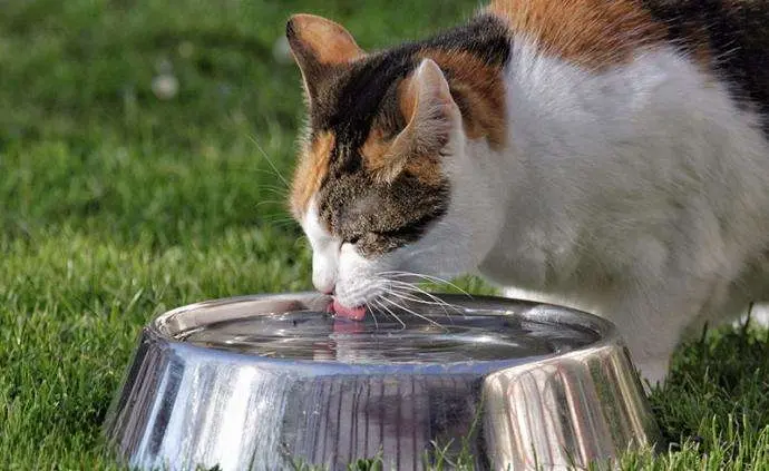 猫咪不爱喝水，背后竟有7个原因，主人猜到了吗