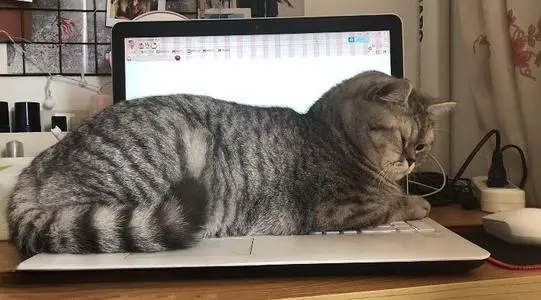 猫咪喜欢霸占主人的电脑，原来有这些原因