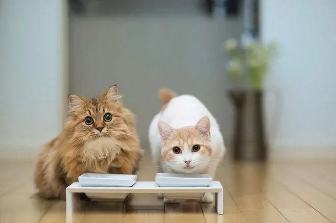 养两只猫是什么体验？看看这些养两只猫的体验，戳中你的心没？