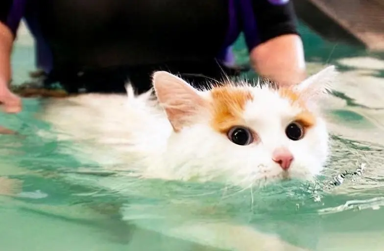 这些不怕水的猫咪，洗澡完全没在怕！