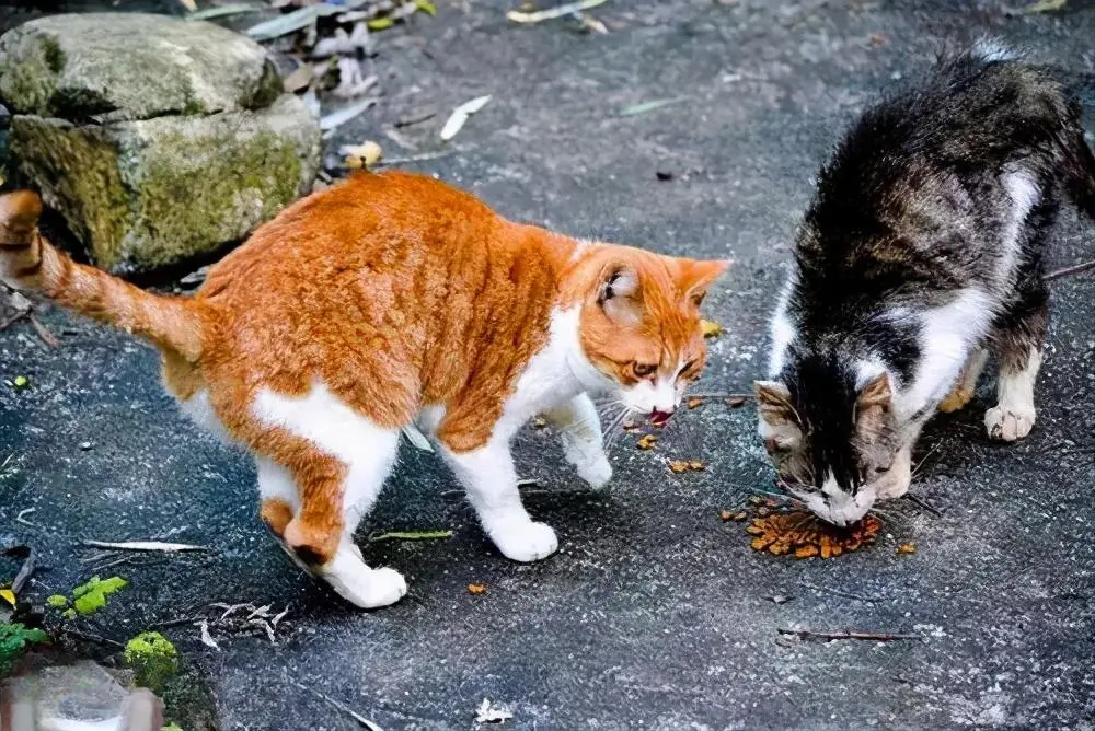 自己喂猫VS妈妈喂猫，猫咪的距离隔了一个胖子